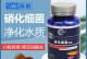 以硝化细菌的好处——促进土壤氮循环与增强植物生长（揭秘土壤中硝化细菌的神奇功效）