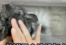 龙猫产后多久能洗澡（了解龙猫产后洗澡的最佳时机和注意事项）