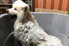 萨摩耶打喷嚏会怎么样？（萨摩耶喷嚏特点、影响和处理方法）