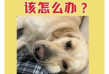 狗结石喂什么作用？（探究不同食物对狗结石的影响）