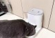 蓝猫怀孕期间的合理饮食安排（了解蓝猫怀孕所需营养，让母猫健康安全度过孕期）