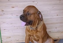 战斗犬的力量（库达犬、土佐犬、坎高犬、高狼犬）