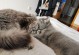 一个月大的猫猫睡眠需求解析（揭秘小猫咪的睡眠习惯及影响因素）