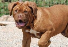巨型犬种的威严与温顺（探索大型犬种中的温和个性和潜在危险性）