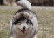 如何训练你的阿拉斯加幼犬（掌握阿拉斯加幼犬训练的方法，培养听从和忠诚）