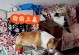 如何让宠物狗狗在家单独待着不叫？（15个方法教你有效解决宠物狗狗不安宁的问题）