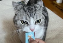 小猫为什么不吃东西？（探究小猫不吃东西的原因及解决方法）