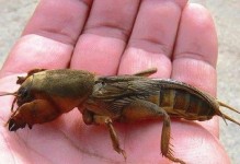 刨土动物的特点及分类（揭秘刨土动物的奇妙世界）