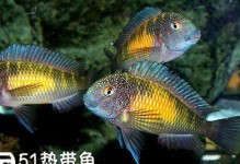 怪蝴蝶鱼饲养方法（养护技巧、水质控制、饲料选择、疾病防治）