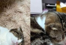 新领养的猫咪一回家就大叫（探究猫咪回家后大叫的原因与应对方法）