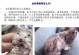 仓鼠拉稀的防治与注意事项（解读仓鼠拉稀，预防与治疗一网打尽）