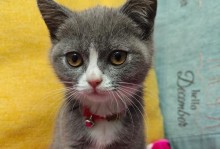 小猫适应新环境需要多长时间？（了解小猫适应新环境的过程和时间长度）