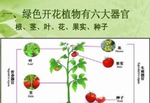 如何科学养护芒鼠（宠物芒鼠饲养技巧与注意事项）