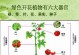 如何科学养护芒鼠（宠物芒鼠饲养技巧与注意事项）