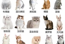 探索价格便宜的小型猫品种（了解适合家庭的小型猫品种，不伤钱包）