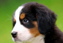 圣伯纳犬孕期营养指南（怀孕的圣伯纳犬需要哪些营养？