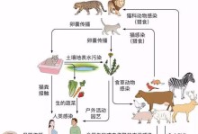 英国斑点兔的饲养全攻略（从喂养到训练，从生长到繁殖，一步步教你成为合格的兔友）