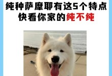 六个月萨摩怎么喂？-萨摩犬的健康饮食指南（萨摩犬成长阶段的饮食规划及注意事项）