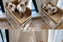 暹罗幼猫的显色过程（从无色到绚丽的变化，暹罗幼猫的成长之旅）