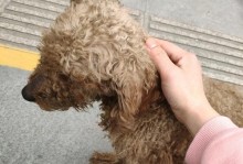 泰迪口吐白沫的原因及预防措施（揭秘泰迪口吐白沫的真相，保护我们的宠物健康）