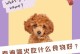 泰迪犬两个月大的补钙食谱（为你的小泰迪提供均衡的营养）