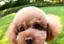 泰迪犬（探秘泰迪犬的种类、特点及培养方法）