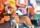 养比格犬的优缺点（后悔之声与养狗心得）