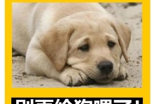 狗狗的饮食禁忌及不宜药物（饲养注意事项，狗狗健康才能萌萌哒）