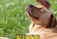 如何让拉布拉多吃胖？（有效的饮食管理与运动计划助您的拉布拉多增重）