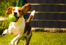 如何训练你的比格犬学会跳跃？（15个小方法帮你让比格犬成为跳跃高手！）