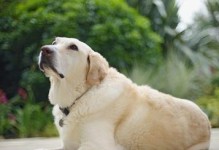 拉布拉多犬的饮食习惯剖析（探究拉布拉多犬喜欢吃什么及如何饲养）