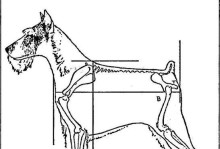 养猎狐犬（宠物主人必读，如何科学喂养你的猎狐犬）