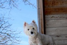 养西高地白梗犬的优缺点（了解西高地白梗犬的特点和考虑养它的优势与不足）