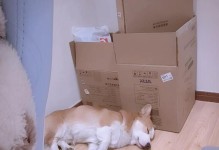 如何为你的柯基犬做好生产准备（全面指南，让你的柯基犬生产顺利无忧）