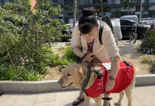 萨摩耶犬的身高特点及标准测量方法（了解萨摩耶犬的身高范围和测量方法，为正确饲养提供参考）