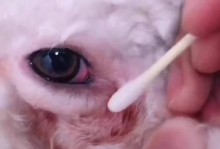 揭秘狗狗泪腺，为什么需要特殊关注？（探寻泪腺问题的根源，了解如何进行有效处理）