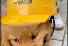 如何让金毛学会更多见识（培养金毛的智慧与知识，让它成为聪明的伙伴）