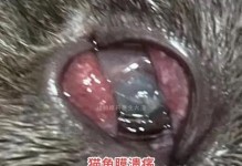 猫猫角膜发炎（了解角膜发炎的病因和治疗过程，帮助宠物猫恢复视力健康）