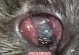 猫猫角膜发炎（了解角膜发炎的病因和治疗过程，帮助宠物猫恢复视力健康）