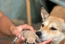 母狗配种后多久可以看出怀孕（配种后的母狗怀孕迹象及其时间表）