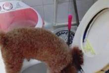 泰迪为何频繁上尿？（探究泰迪上尿的原因和解决方法）