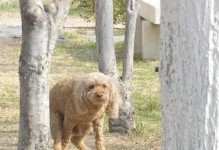 如何让宠物狗养成规律如厕习惯（以爱犬为主，让狗狗随处便溺矫正）