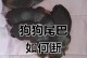 小狗断尾疼多久？（了解小狗断尾疼痛程度及康复时间）
