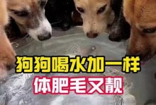 狗喝水后多久排尿？（探究狗狗喝水后的尿频与尿液健康）