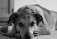 黑白色长毛狗——一种美丽而受欢迎的犬种（深入了解黑白色长毛狗的特点和养护知识）