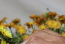 如何正确饲养白色黑眼天竺鼠（营养、环境、卫生，三步走）