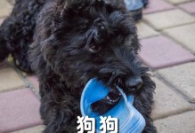 泰迪爱舔尿的原因及应对方法（揭秘泰迪舔尿行为的内在动机与行为调整技巧）