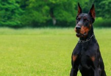 多伯曼犬的饲养指南（了解如何照顾你的多伯曼犬）