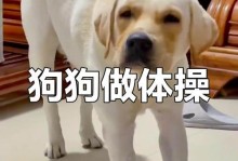 如何帮助宠物狗狗提升自我控制力？（从小训练开始，帮助宠物狗狗养成良好的自我控制习惯）