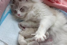 刚出生的小猫该吃什么？（宠物猫的饮食需求及注意事项）